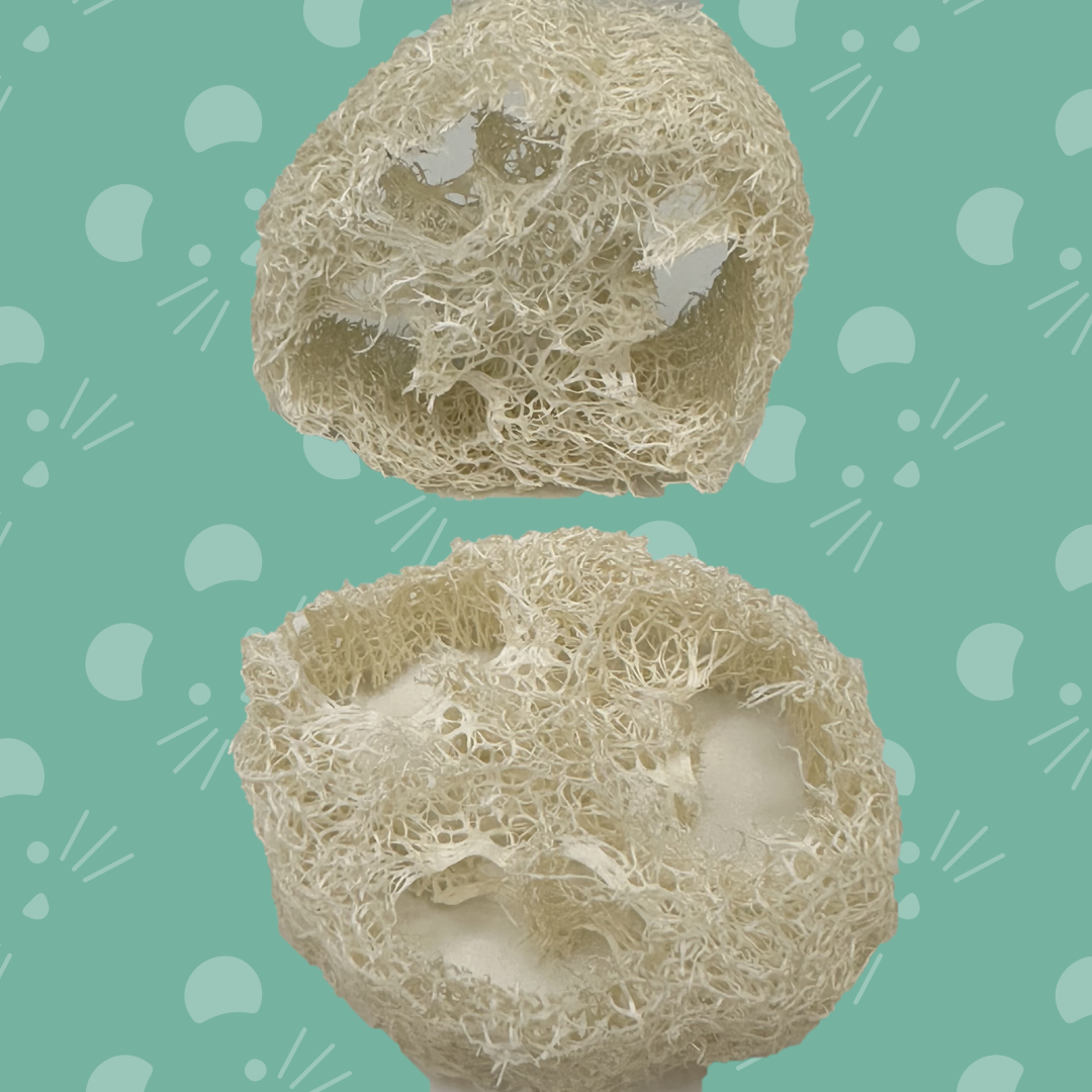 Loofah Pair